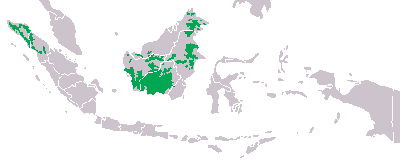 Distribución de orangutantes en Sumatra y Borneo. / Wikimedia Commons