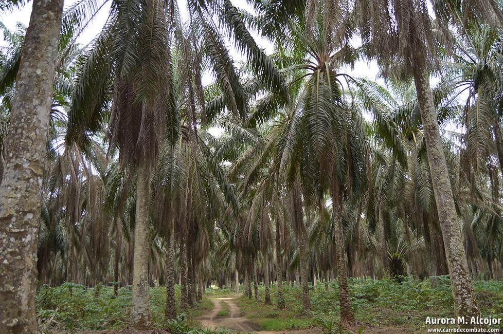 Las palmeras pueden dar producción hasta durante cuarenta años. En Camerún, muchas de las plantaciones empiezan a llegar ya a esa edad. Foto: Aurora M. Alcojor